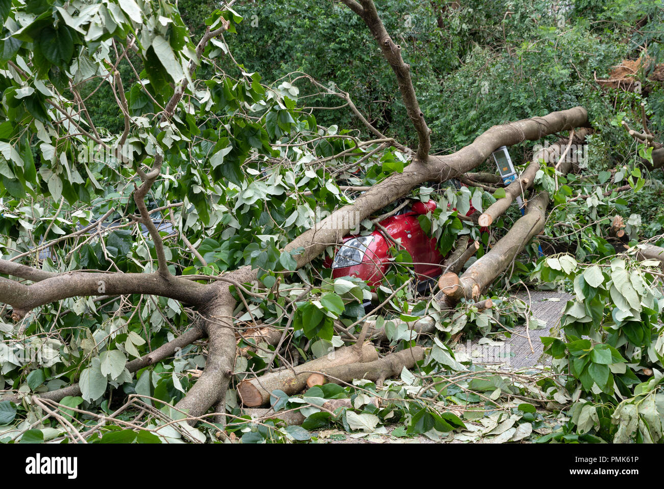 HONG KONG, SEP 17, 2018: Tree fallen on top of parking car, after Super Typhoon Mangkhut hit Hong Kong. Stock Photo