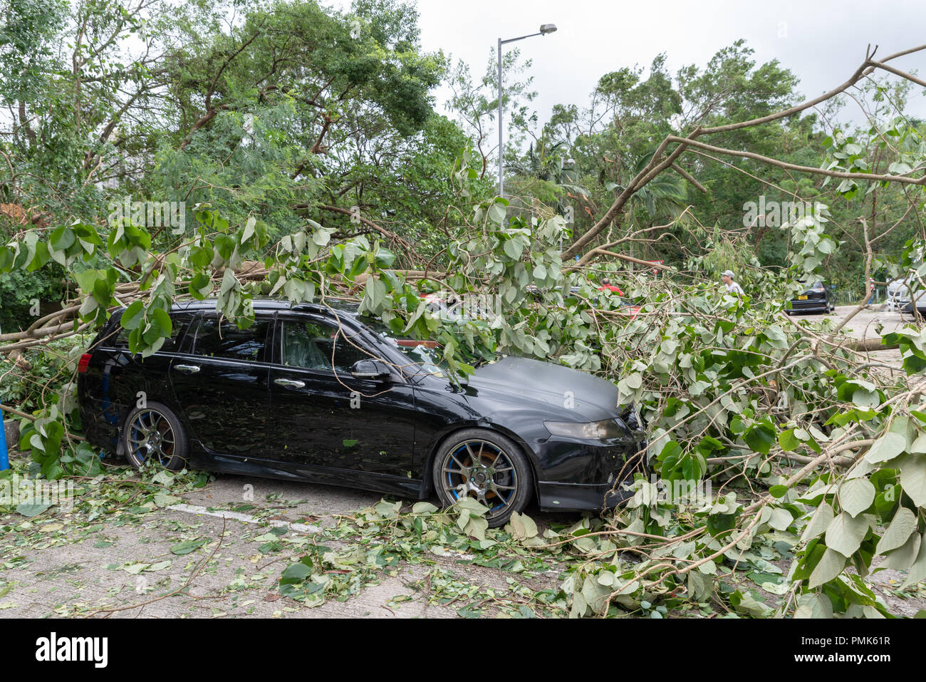 HONG KONG, SEP 17, 2018: Tree fallen on top of parking car, after Super Typhoon Mangkhut hit Hong Kong. Stock Photo