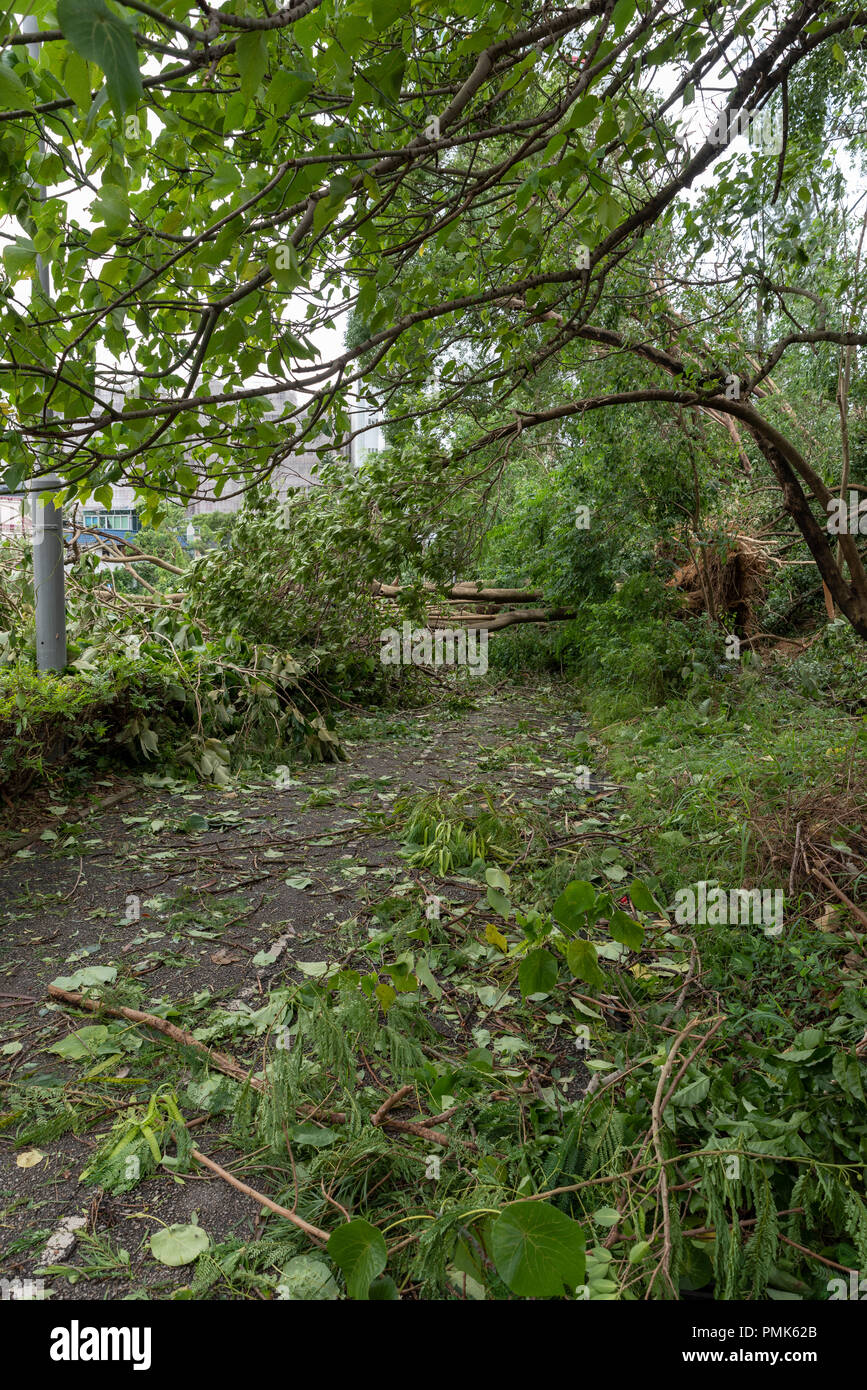 HONG KONG, SEP 17, 2018: Tree fall down and blocking the path, , after Super Typhoon Mangkhut hit Hong Kong Stock Photo