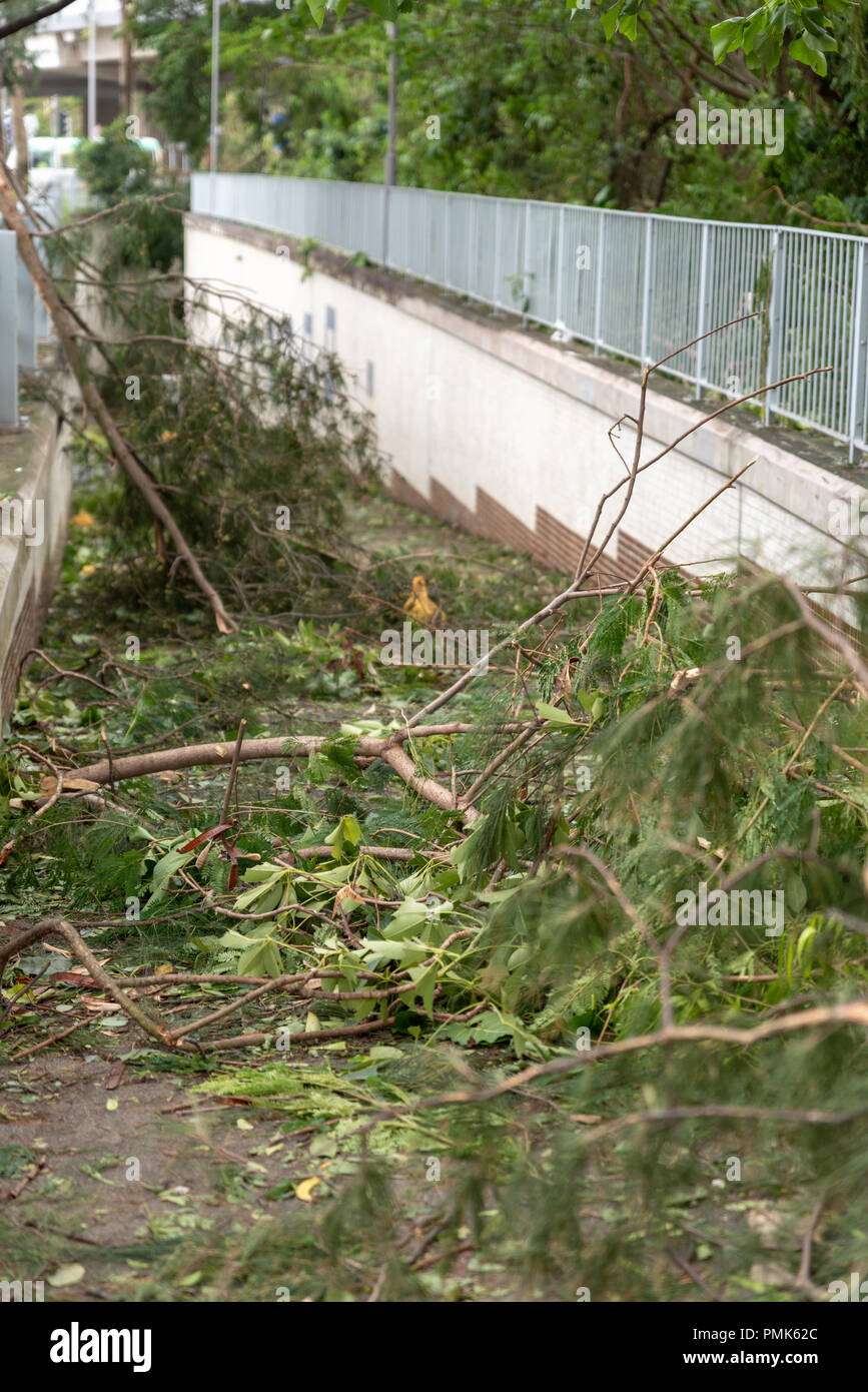 HONG KONG, SEP 17, 2018: Dead tree blocking tunnel, after Super Typhoon Mangkhut hit Hong Kong Stock Photo