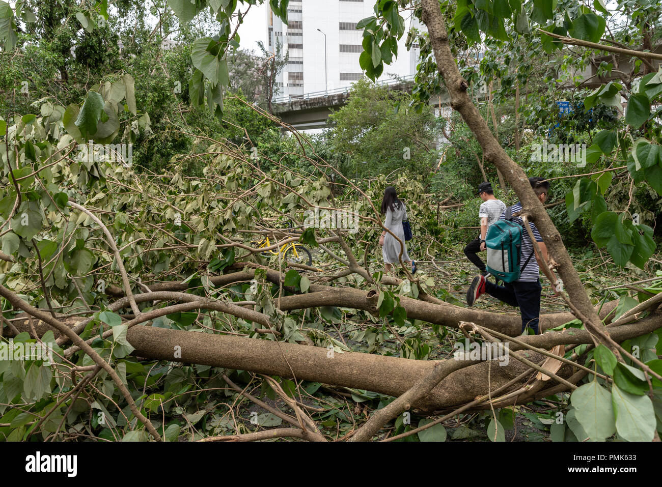 HONG KONG, SEP 17, 2018: People finding way between fallen tree , after Super Typhoon Mangkhut hit Hong Kong Stock Photo