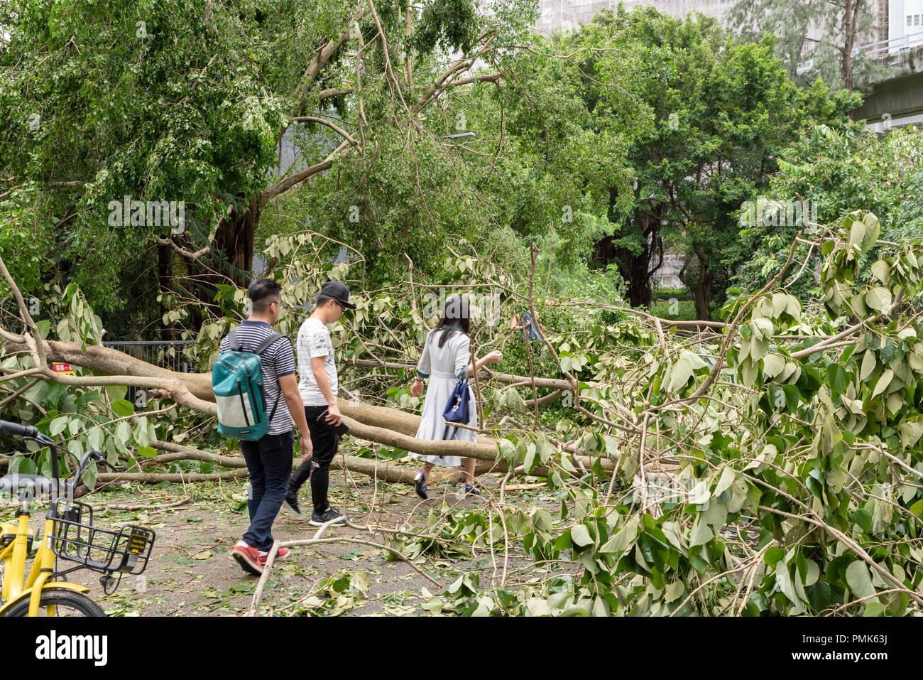HONG KONG, SEP 17, 2018: People finding way between fallen tree , after Super Typhoon Mangkhut hit Hong Kong Stock Photo