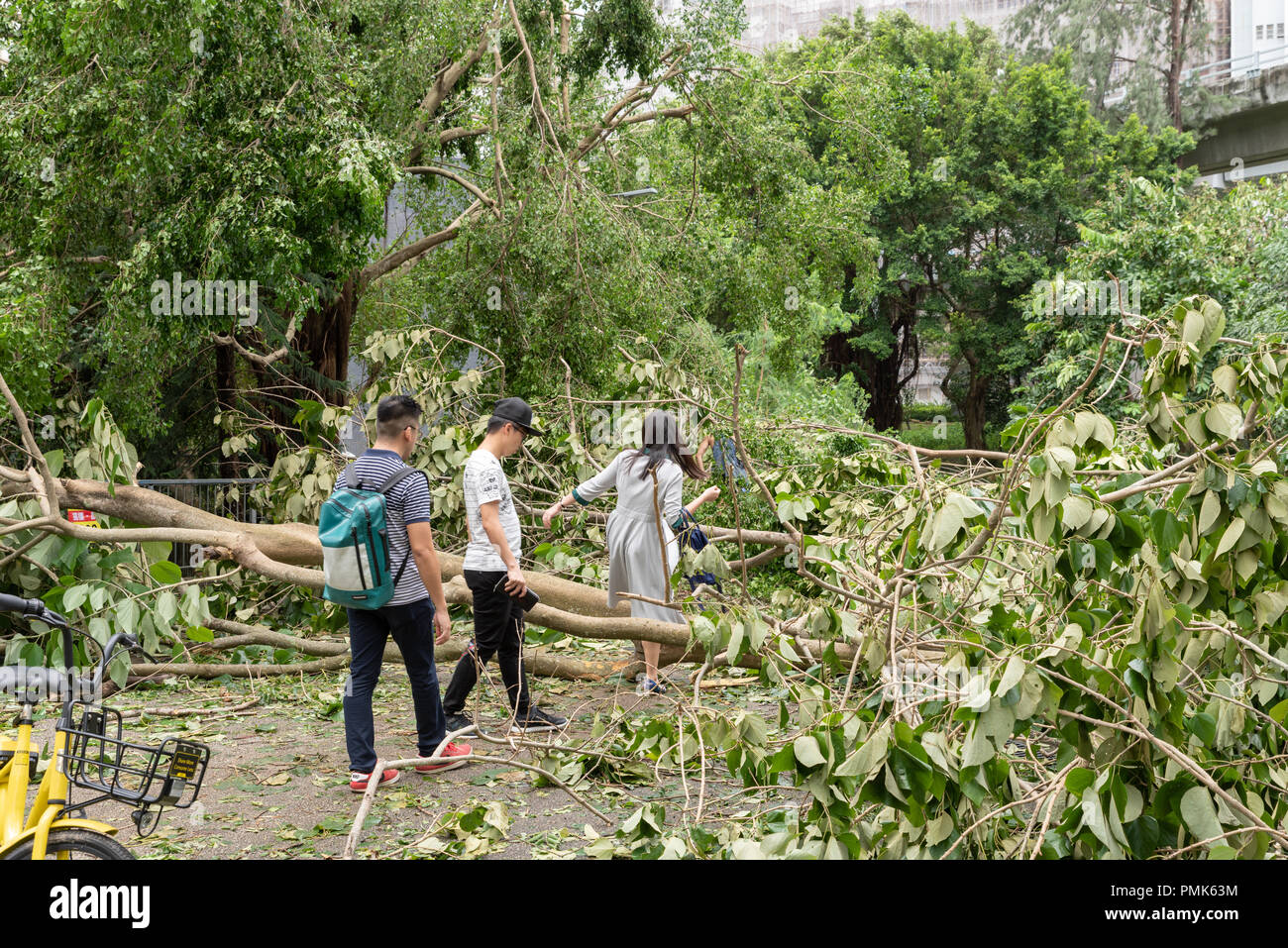 HONG KONG, SEP 17, 2018: People finding way between fallen tree , after Super Typhoon Mangkhut hit Hong Kong Stock Photo