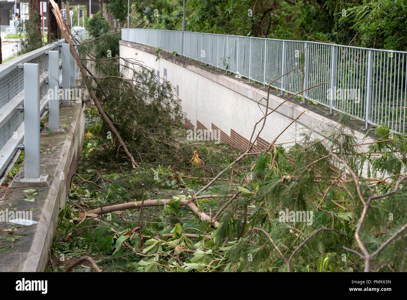 HONG KONG, SEP 17, 2018: Dead tree blocking tunnel, after Super Typhoon Mangkhut hit Hong Kong Stock Photo