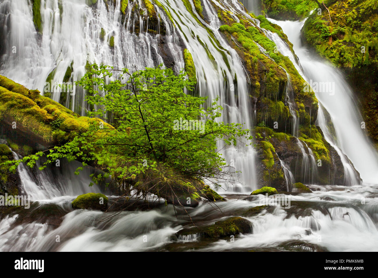 Panther Creek Falls in Washington State flowing in the spring Stock Photo