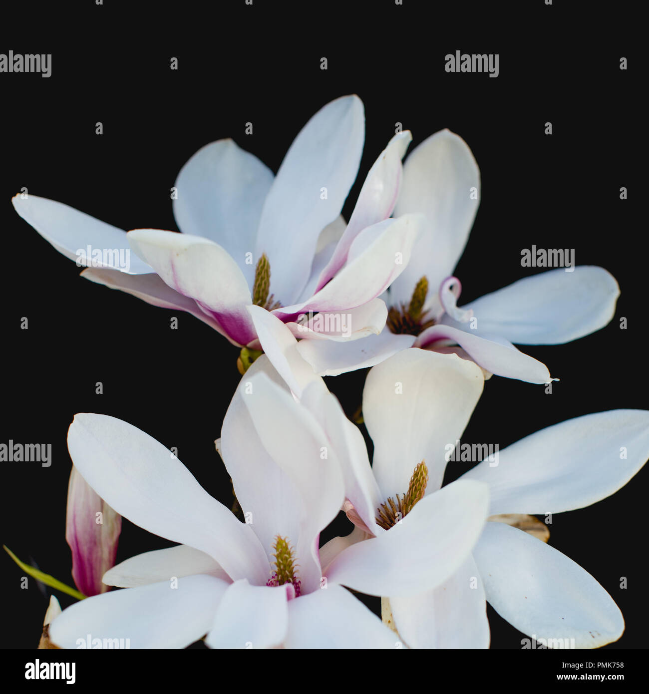 Magnolia (Soulangeana, Saucer Magnolia) close up of petals and flowers isolated against a