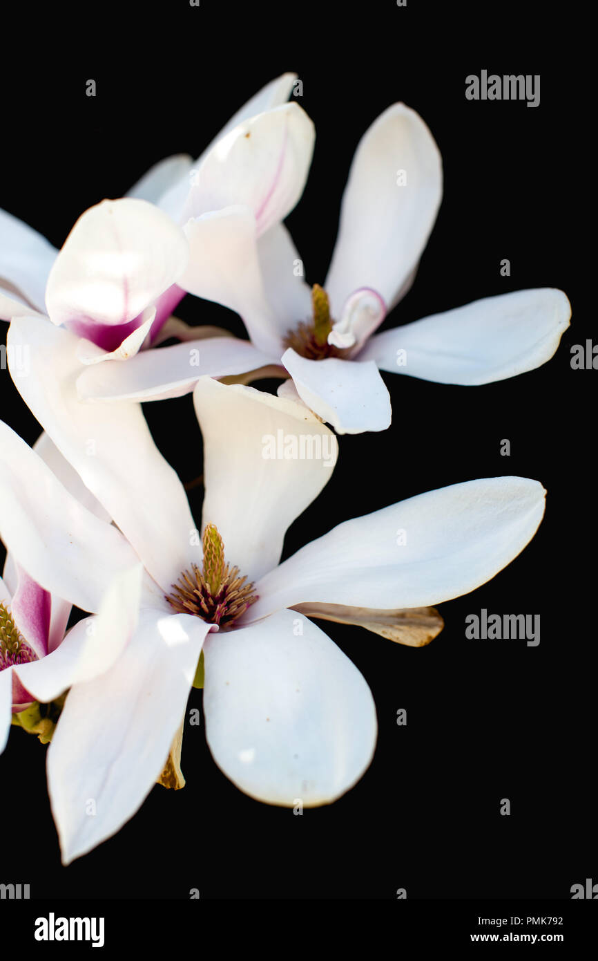 Black saucer hires stock photography and images Alamy