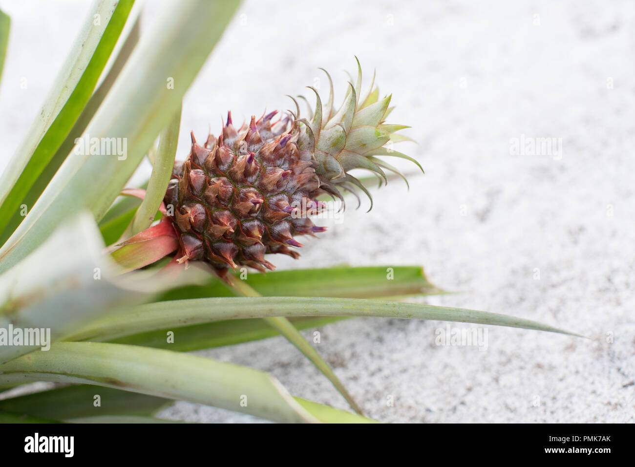 A baby (mini) pineapple on a plant against a white backdrop. In the