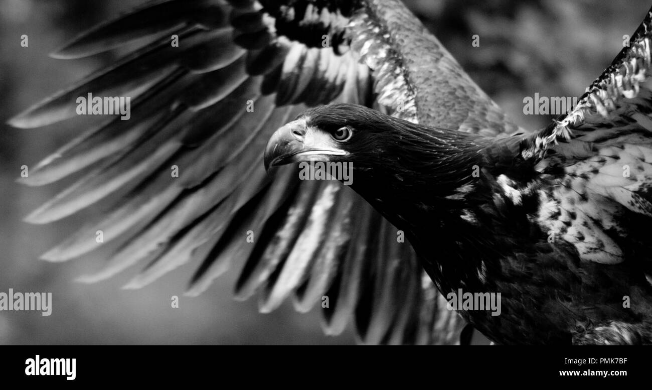 Bald eagle Black and White Stock Photos & Images - Alamy