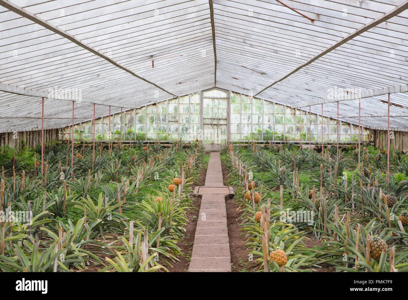 Pineapples (ananas) growing in rows on the Arruda Pineapple Plantation on the island of Sao Miguel in the Azores Stock Photo