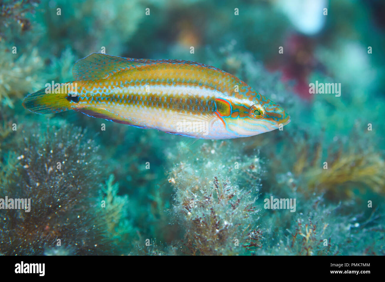 An ocellated wrasse (Symphodus ocellatus) male in nuptial livery in Mediterranean Sea (Ses Salines Natural Park, Formentera, Balearic Islands, Spain) Stock Photo