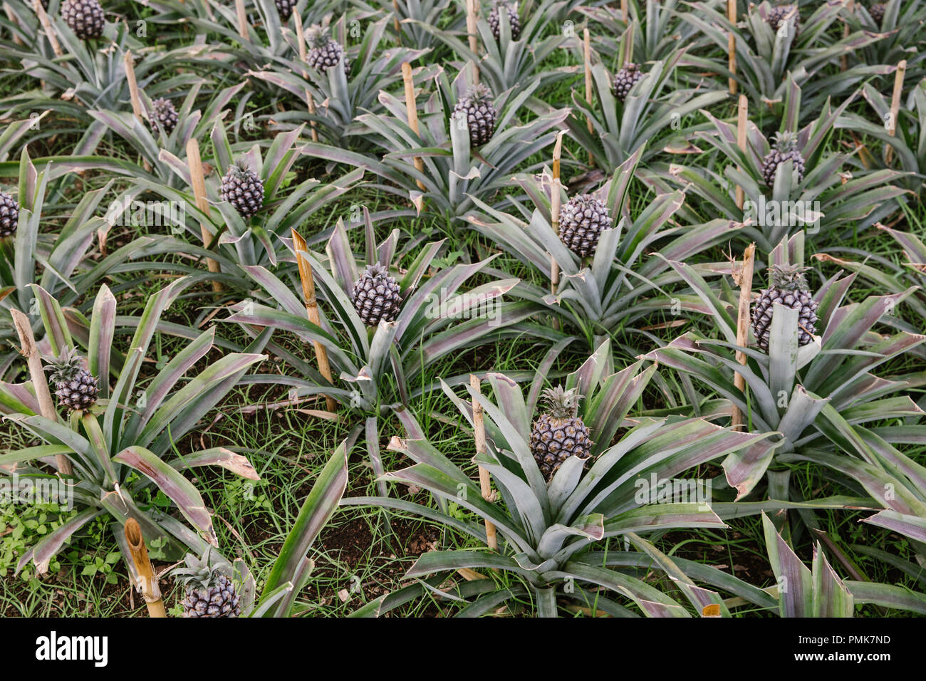 Close up of pineapple plants (ananas) growing in rows on a pineapple  plantation (pineapple farm) in the Azores Stock Photo - Alamy
