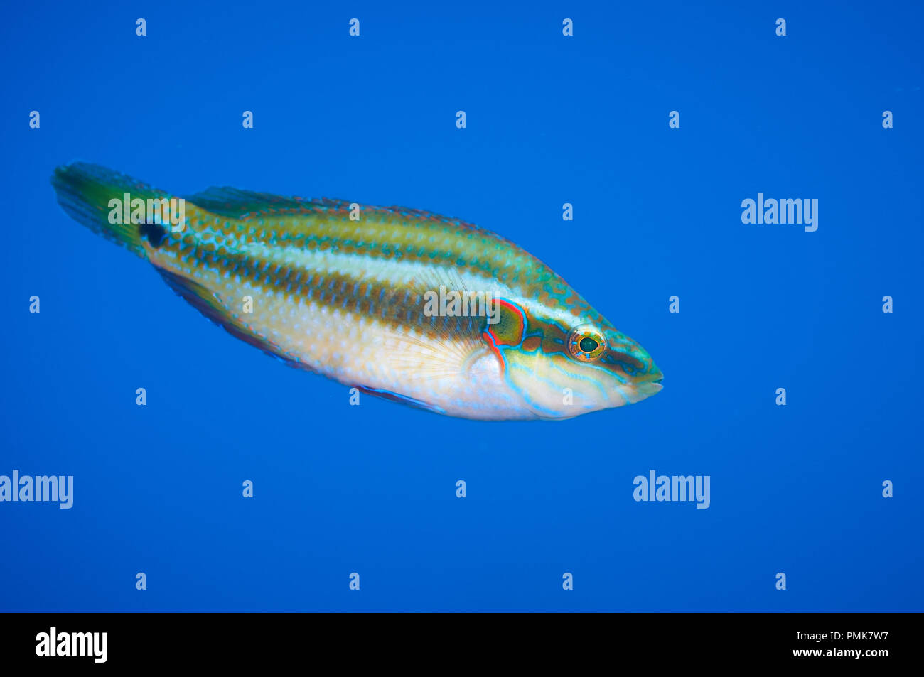 An ocellated wrasse (Symphodus ocellatus) male in nuptial livery in Mediterranean Sea (Ses Salines Natural Park, Formentera, Balearic Islands, Spain) Stock Photo