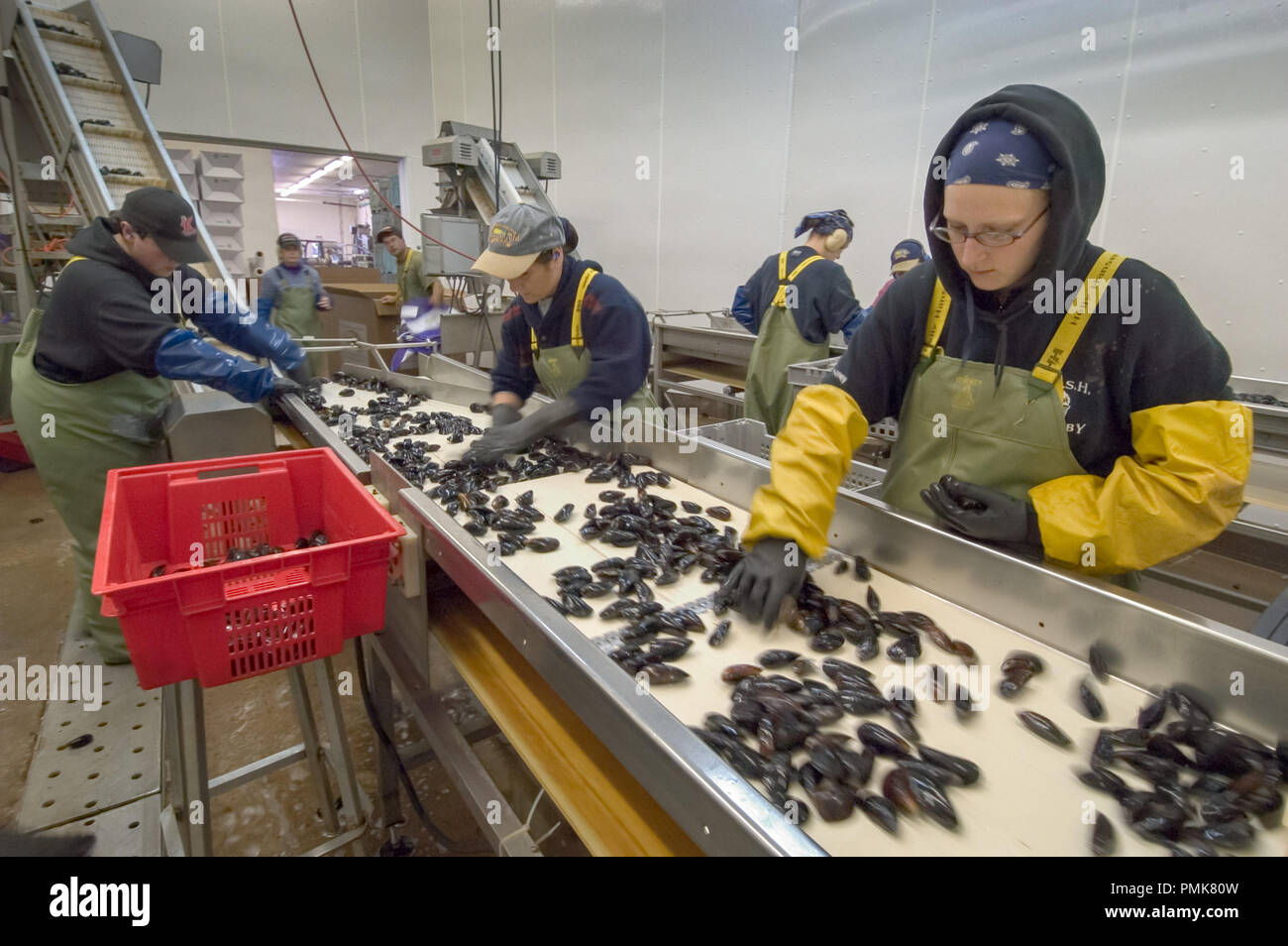 Grading mussels at a processing plant Prince Edward Island Canada Stock