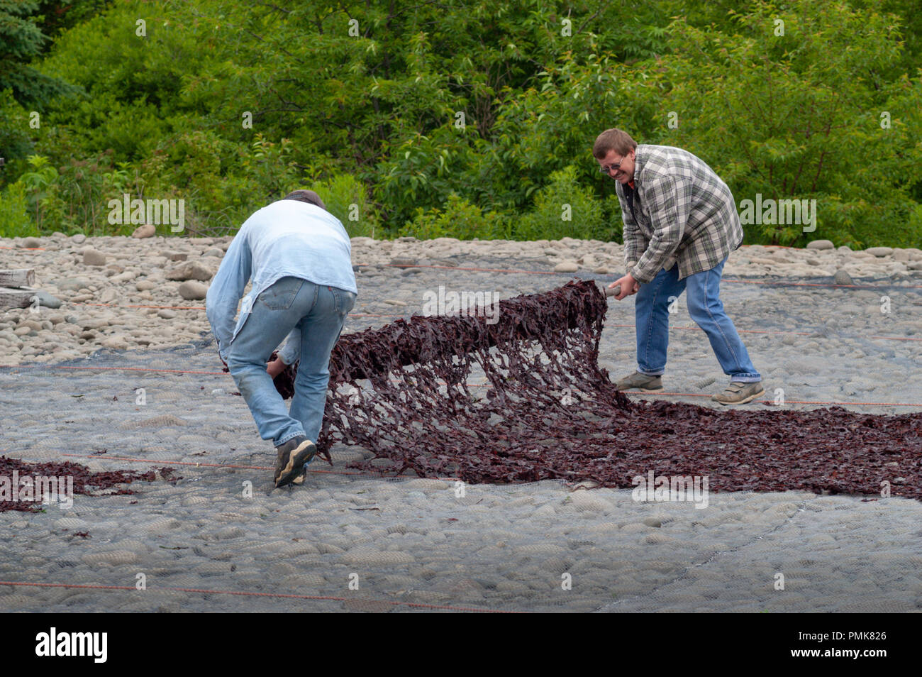 Grand manan dulse hires stock photography and images Alamy