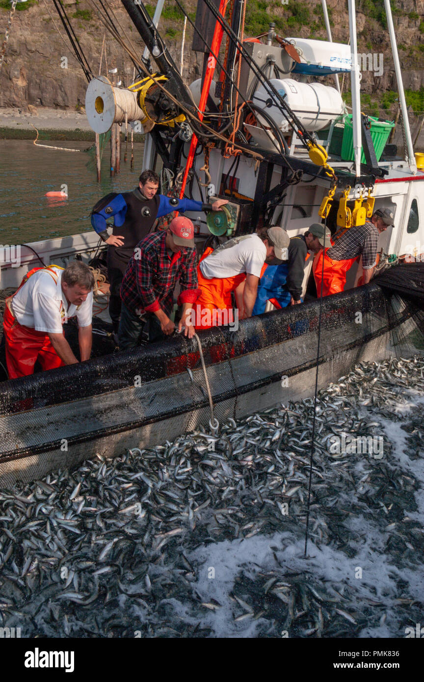 Fish processing plant canada hires stock photography and images Alamy