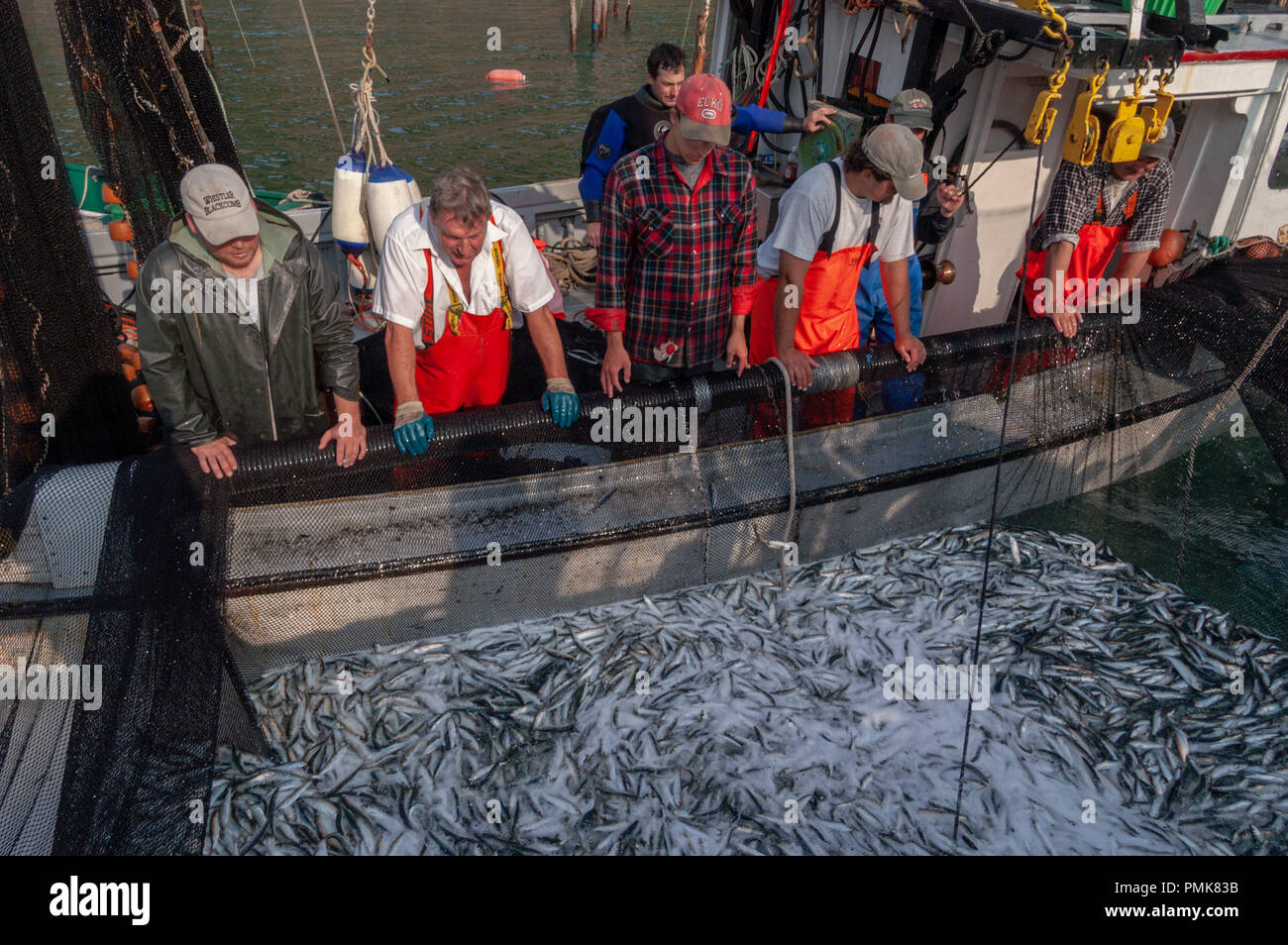 Crew pulls the weir nets taut to gather in hogsheads of herring as the fish are vacuumed into a carrier which takes them to processing plant. Grand Ma Stock Photo