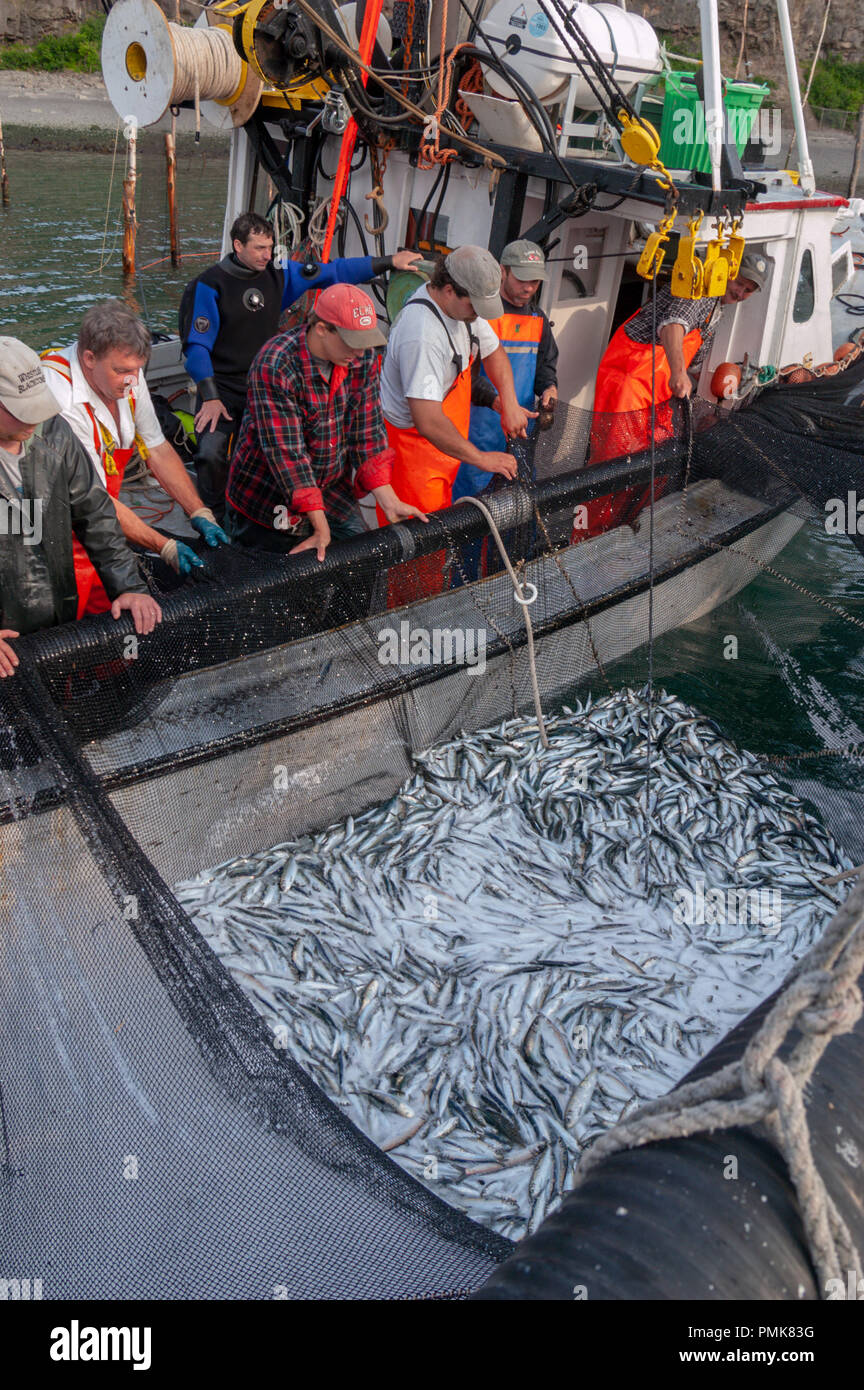 Fish processing plant canada hires stock photography and images Alamy