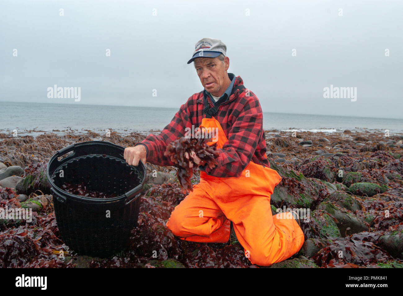 A dulse picker stands in a patch at low tide, Grand Manan Island, Bay of Fundy, New Brunswick