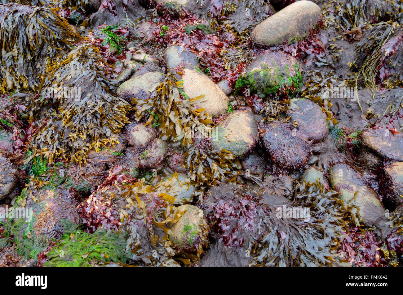 Dulse and seaweed at low tide, Grand Manan Island, Bay of Fundy, New Brunswick, Canada Stock