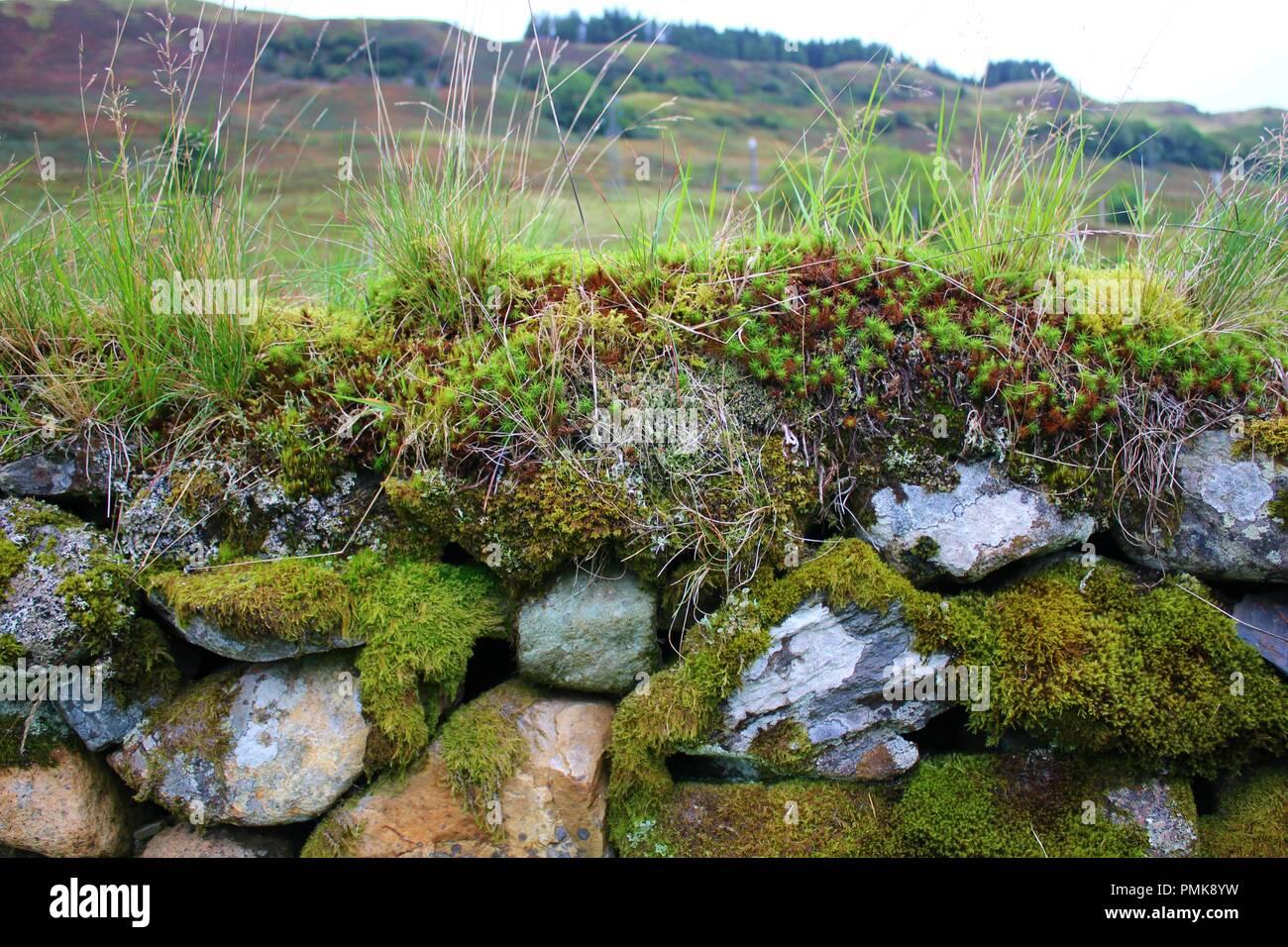 Dried moss hi-res stock photography and images - Alamy