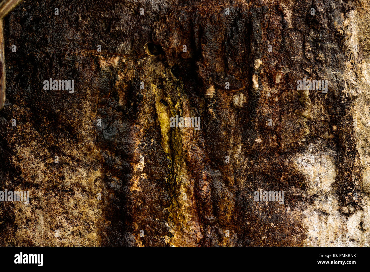 Nature background texture of a wet mossy sandstone wall at the beach Stock Photo