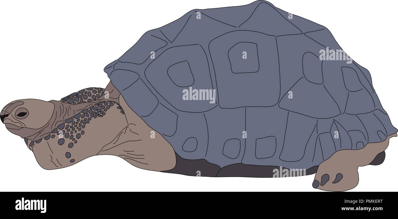 Digitally Handdrawn Illustration of a turtle Stock Vector Image & Art ...