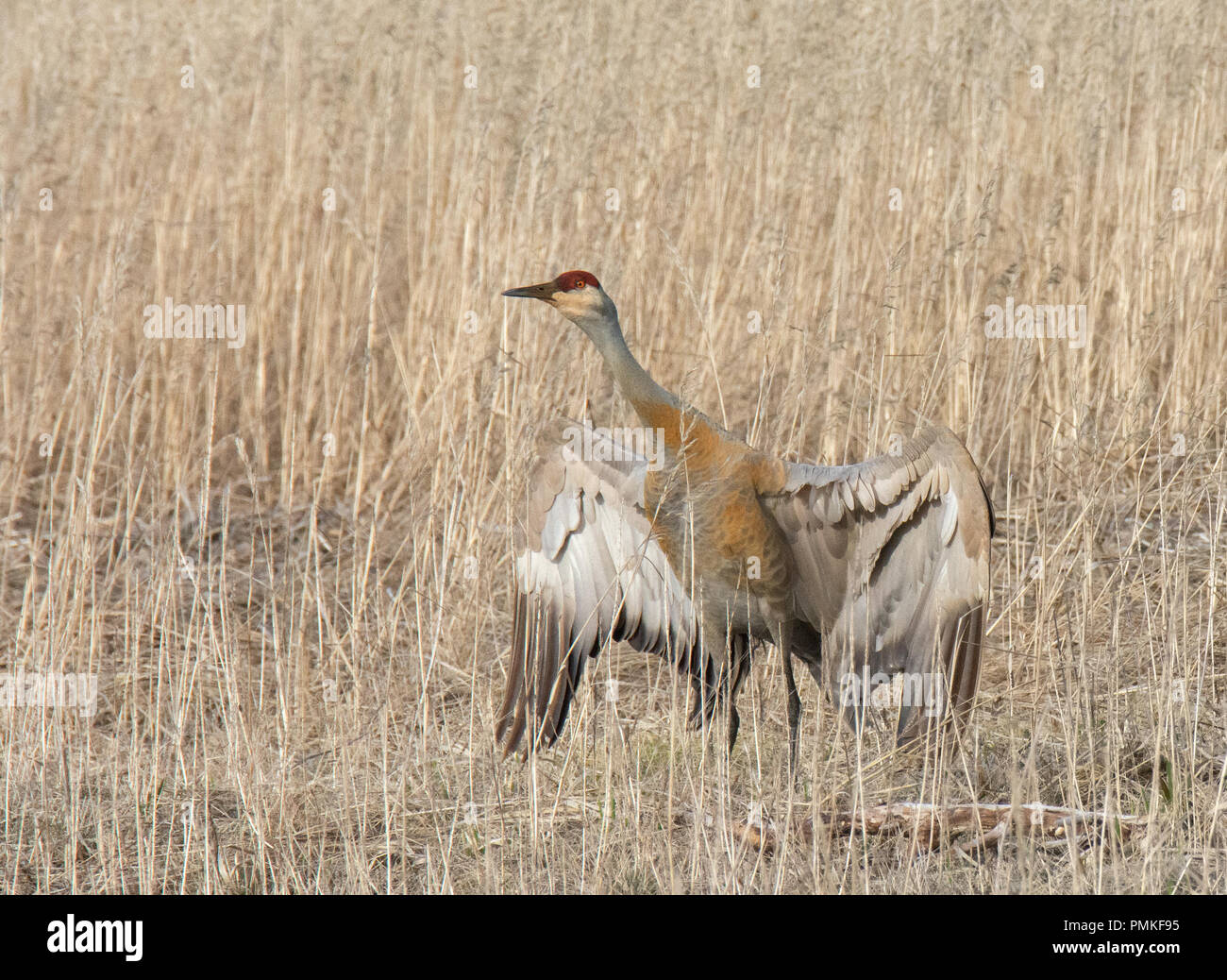 A sandhill crane stands tall with wings outstreched in a tall dry grassland. Stock Photo