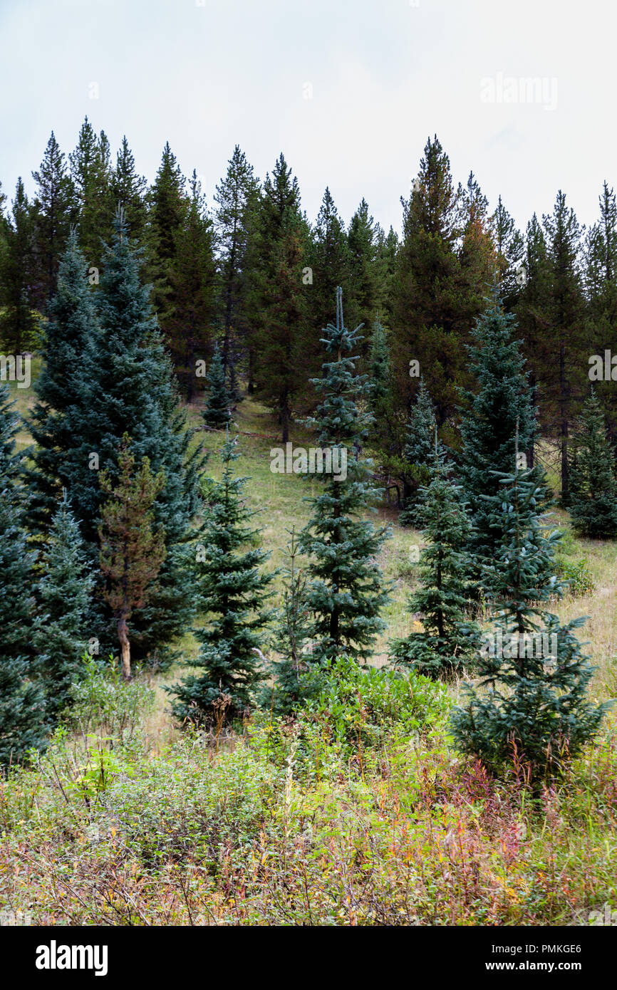An evergreen forest canopy in the San Juan National Forest near Durango, CO. Very peaceful environment Stock Photo