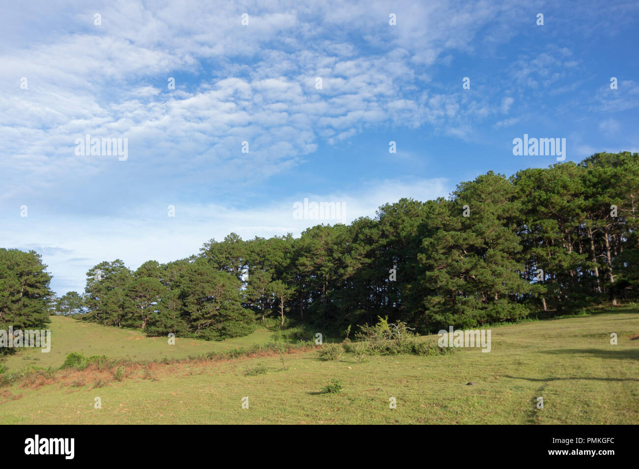 Pine forest and blue sky background with green meadow, grassland ...