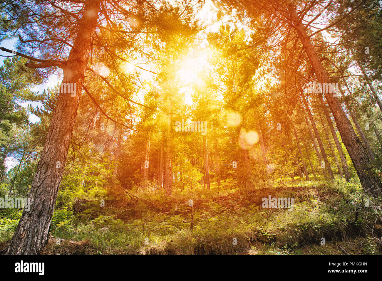 Yellow sunrise in a peaceful green forest Stock Photo
