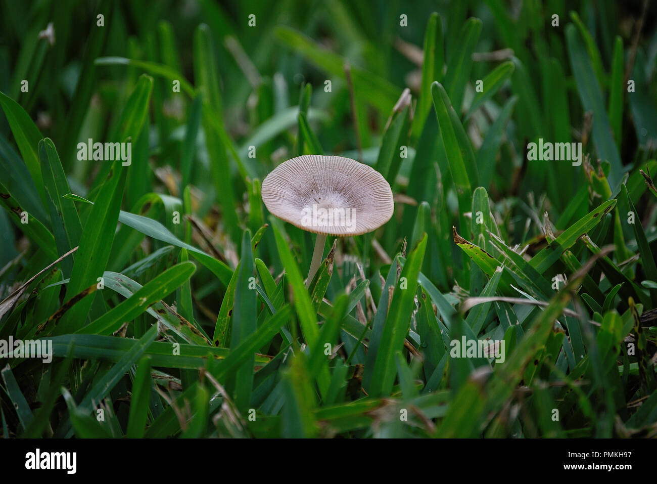 Wild mushrooms growing in the yard after heavy rains Stock Photo Alamy