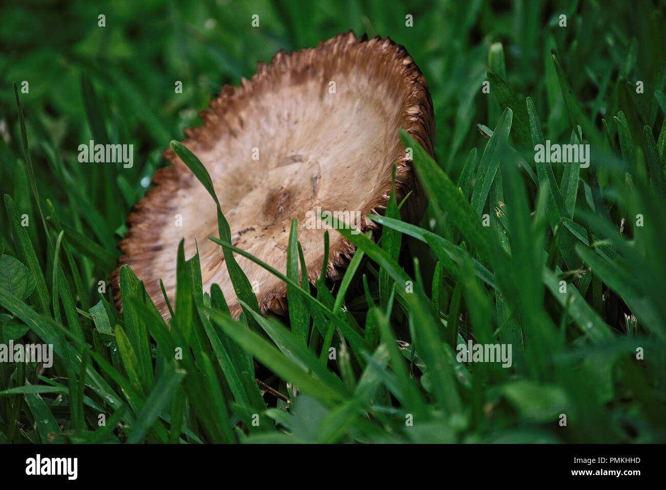 Wild mushrooms growing in the yard after heavy rains Stock Photo Alamy