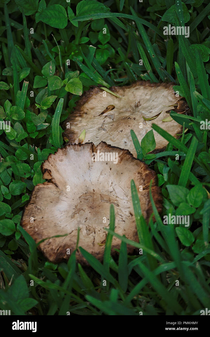 Wild mushrooms growing in the yard after heavy rains Stock Photo Alamy
