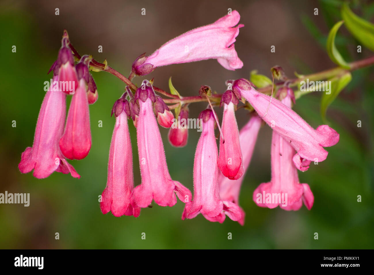 Pink Fuchsia Flowers Stock Photo