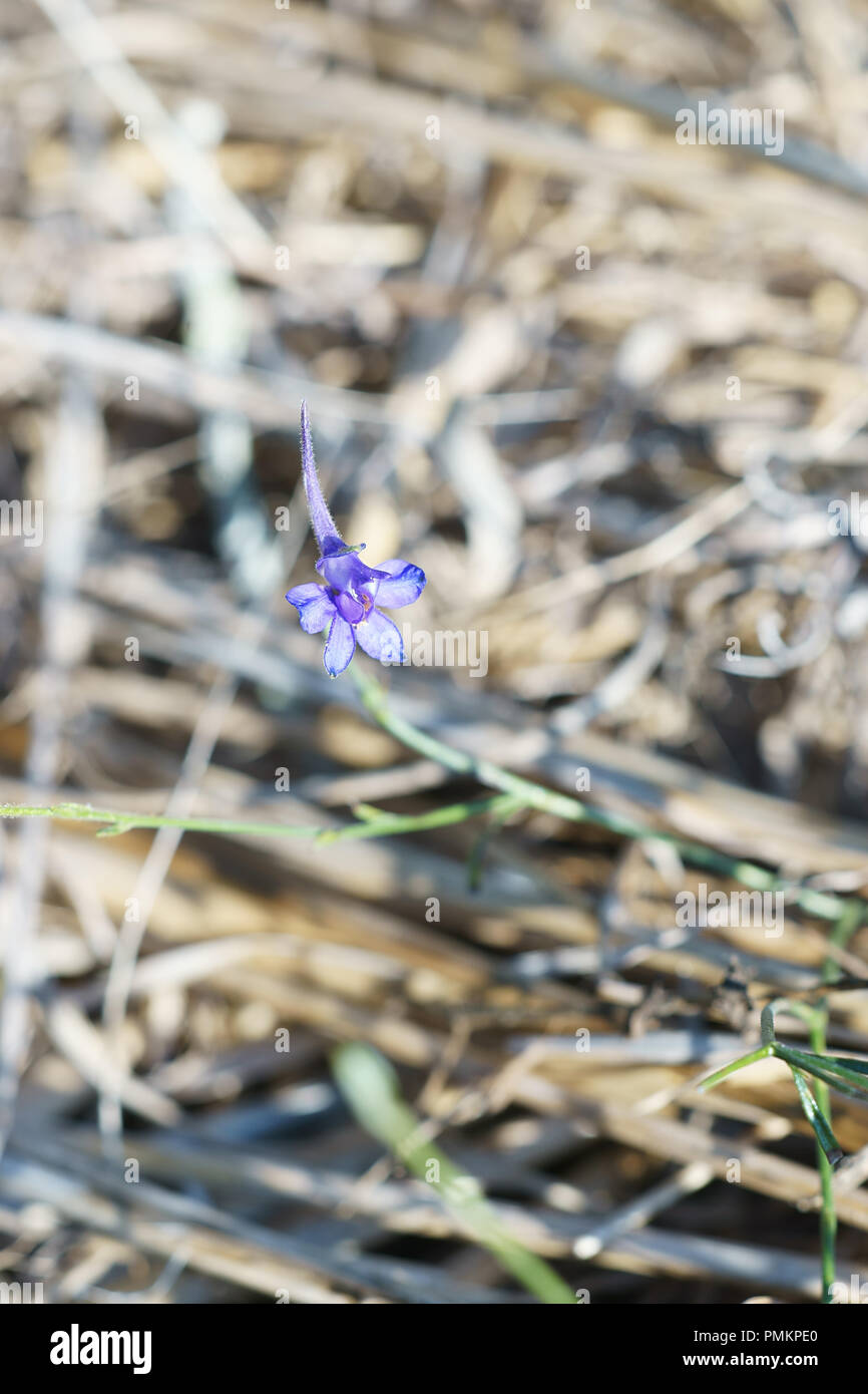 Larkspur fiori di campo hi-res stock photography and images - Alamy
