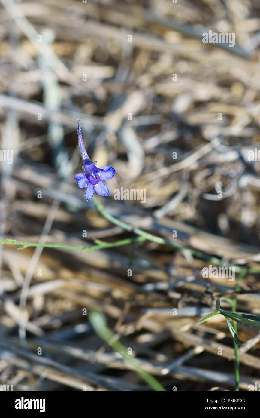Consolida regalis - forking larkspur flower - italy, Tuscany Stock Photo