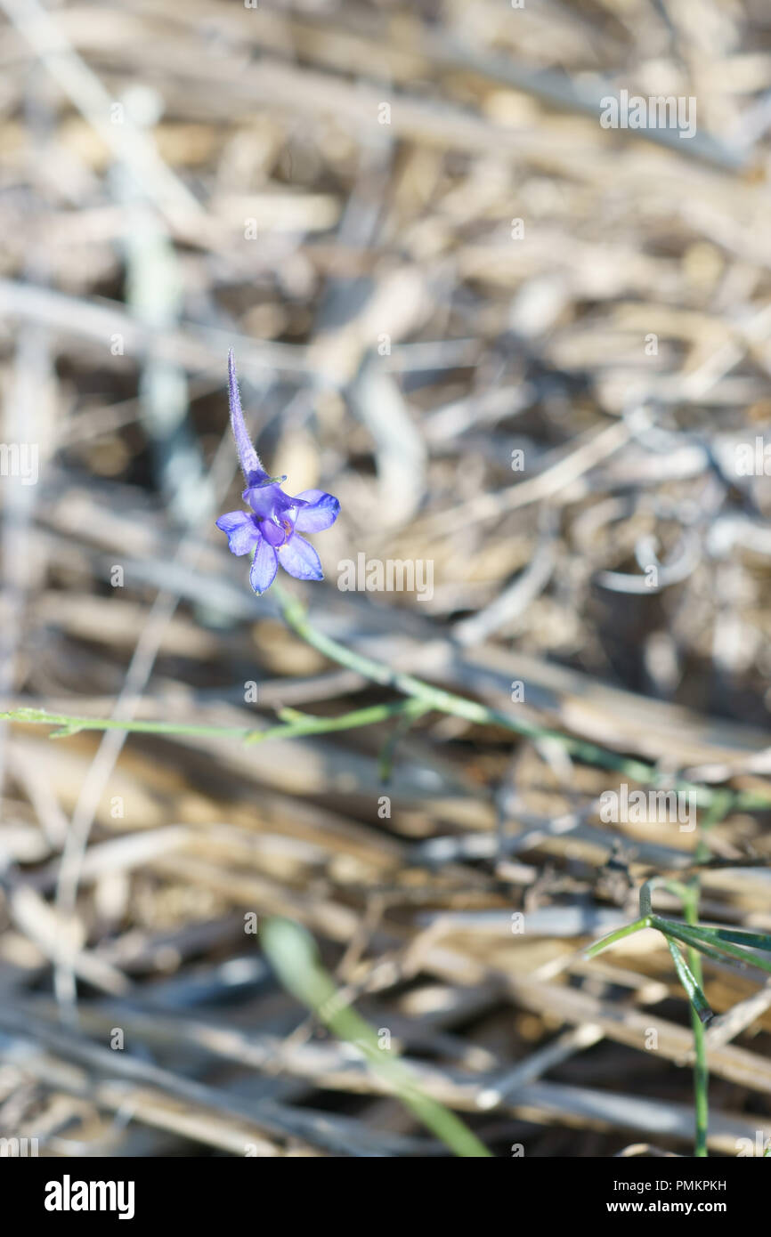 Forking Larkspur High Resolution Stock Photography and Images - Alamy