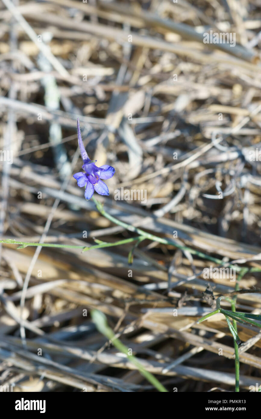 Larkspur fiori di campo hi-res stock photography and images - Alamy