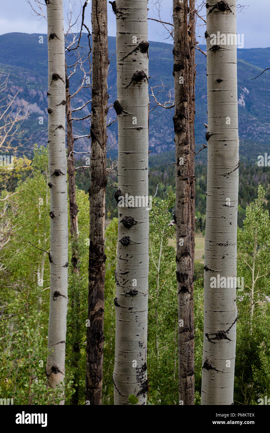 Aspen Trees, Bark and Canopy in the Rocky Mountains near Durango, Colorado, United States Stock Photo
