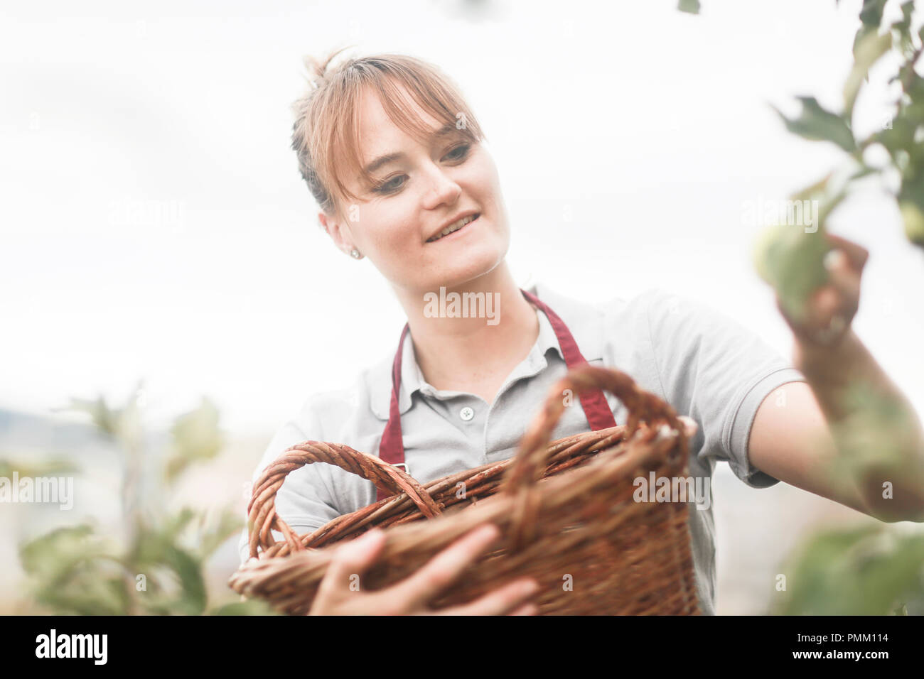 Woman harvesting apples from a tree, Germany Stock Photo
