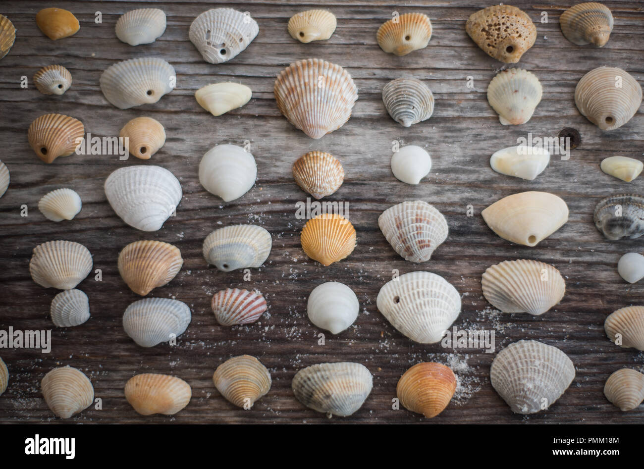 Small Table Shell Nature table shell hi-res stock photography and images - Alamy