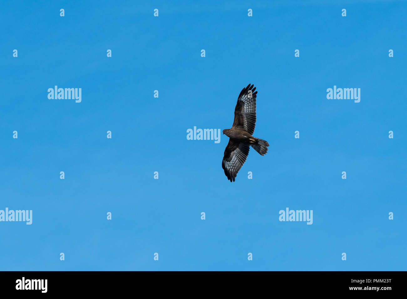 Mighty bird of prey by blue skies Honey Buzzard, Pernis Apivorus Stock Photo Alamy