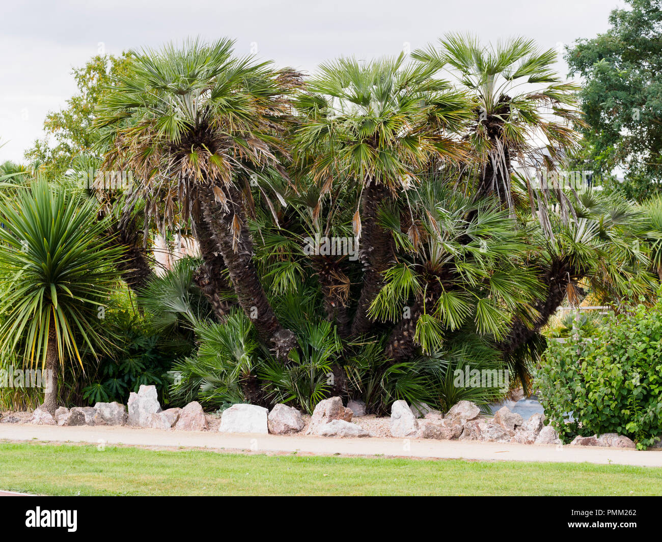 Large old multi stemmed plant of the half hardy European fan palm, Chamaerops humilis, at Torquay, Devon, UK Stock Photo