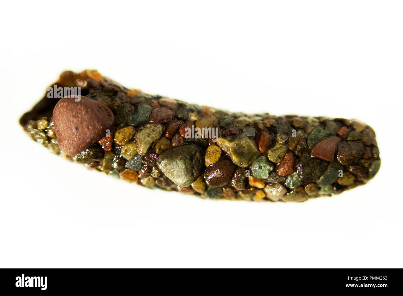 oblong empty house, cobbled with Trichoptera caddisfly from small colored river stones on a white background. The Biya River, Altai Region. Stock Photo