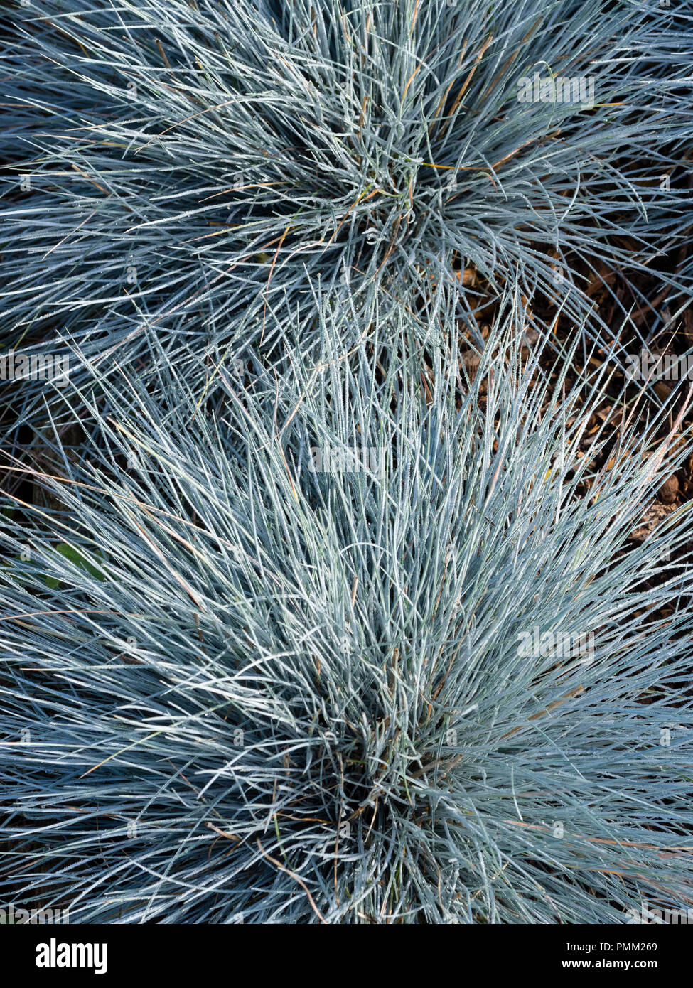 Bright silvery blue foliage of the hardy, mound forming perennial grass, Festuca glauca 'Elijah Blue' Stock Photo