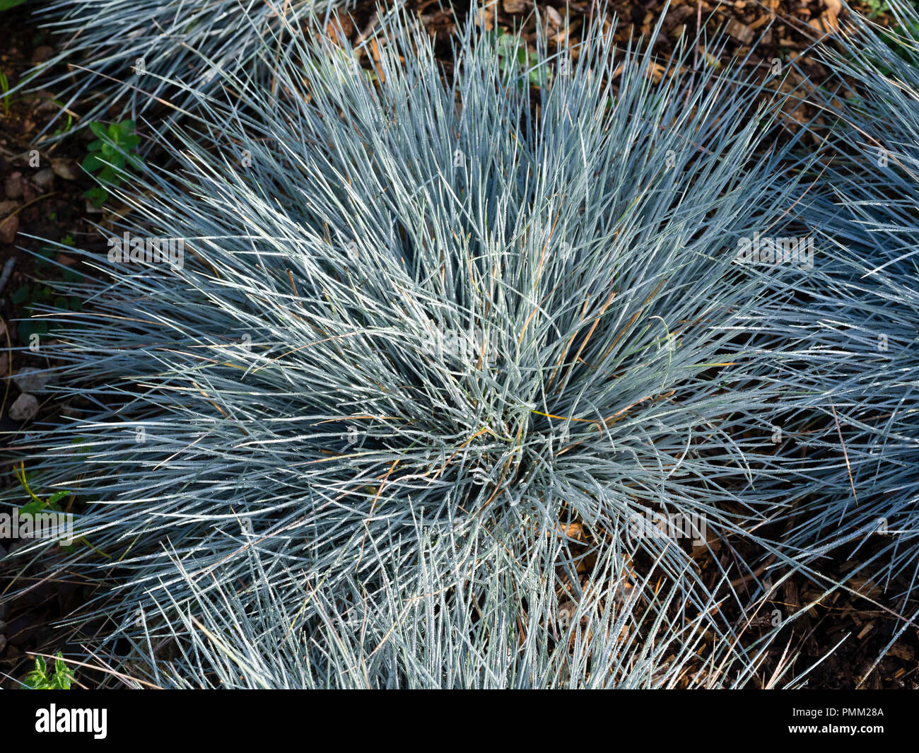 Bright silvery blue foliage of the hardy, mound forming perennial grass, Festuca glauca 'Elijah Blue' Stock Photo