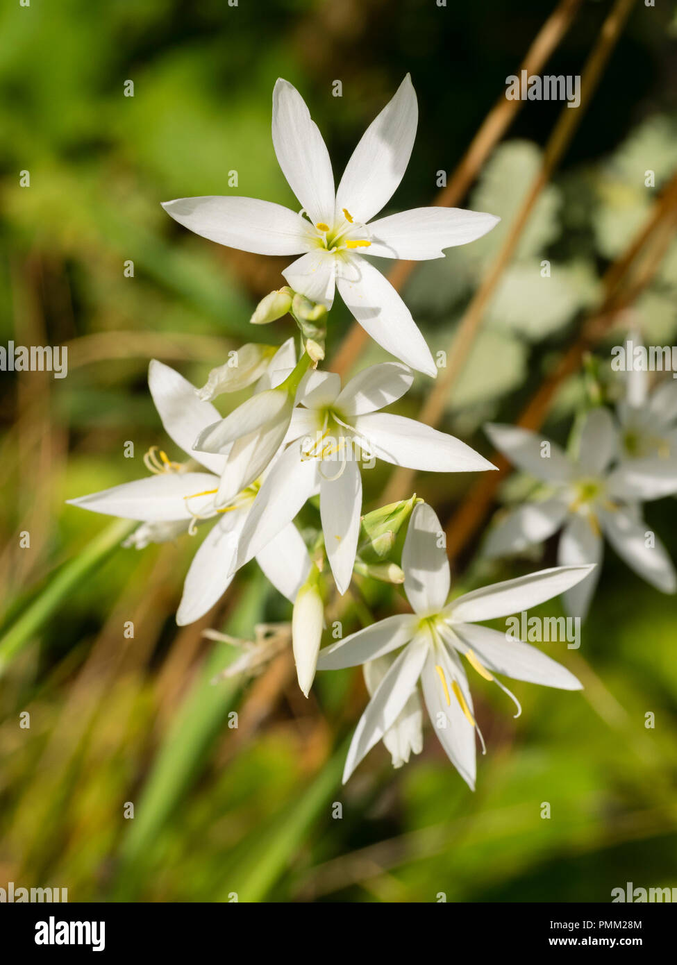 Star like white autumn flowers of the South African Kaffir lily, Hesperantha coccinea 'Alba' Stock Photo