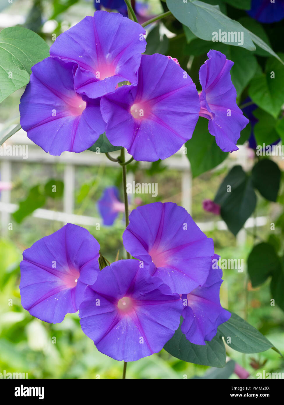 Blue trumpet flowers of the subtropical climber, Ipomea indica.  Weed species in warm climates, exotic gardening in cool. Stock Photo