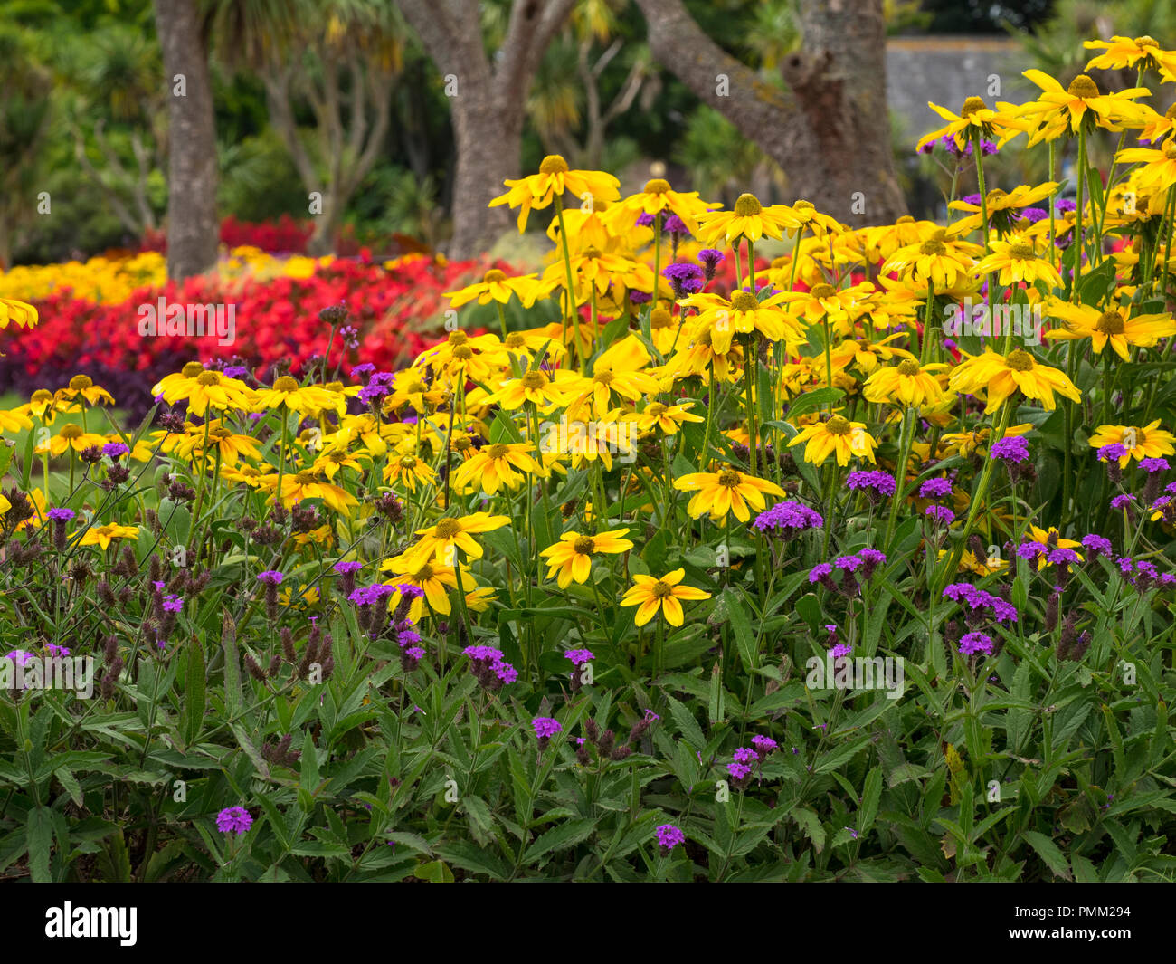 Massed colour from the summer bedding display at Torquay, Devon, UK,  Foreground includes Rudbeckia 'Prairie Sun' and Verbena rigida. Stock Photo
